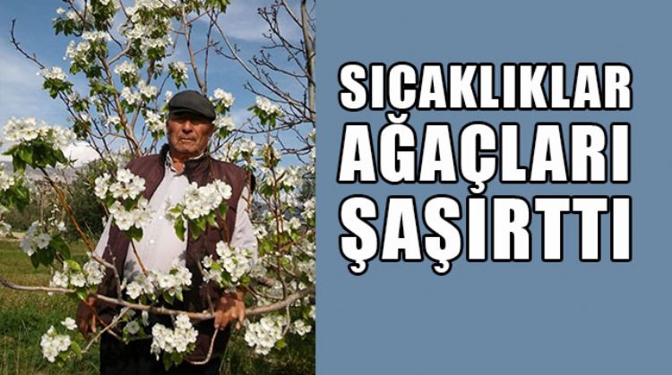 Mersin'de armut ağacı zamanından önce çiçek açtı