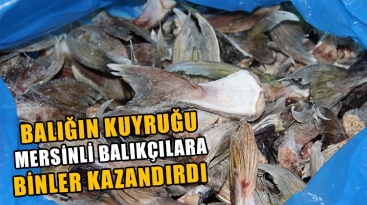 MERSİNLİ BALIKÇILAR AVLADIĞI 4 BİN 66 TANE BALON BALIĞI KUYRUĞUNUN BAŞINA 5 LİRA TEŞVİK ALACAK