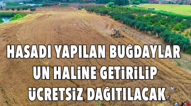 BUĞDAY HASADI YAPILDI