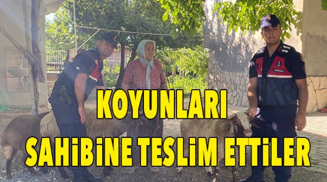 JANDARMA KAYBOLAN KOYUNLARI BULDU