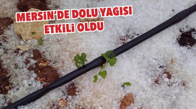 ERDEMLİ’DE DOLU YAĞIŞI EKİLİ ALANLARA ZARAR VERDİ