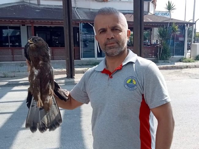 Bitkin halde bulunan şahin koruma altına alındı