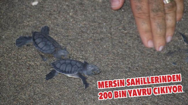  DENİZ KAPLUMBAĞALARI AKDENİZ’LE BULUŞUYOR