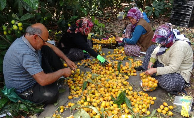 Sıcaklar etkiledi yenidünyada hasat erken başladı: Fiyatı üreticisini sevindirdi