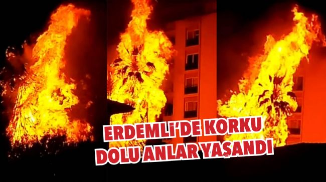 PALMİYE AĞAÇLARI ALEV TOPUNA DÖNDÜ