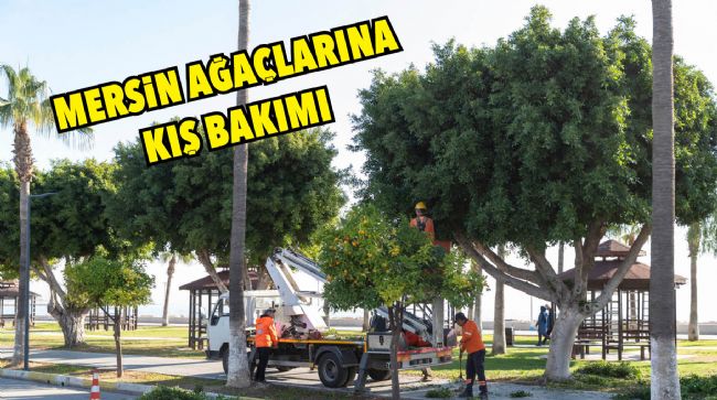 BÜYÜKŞEHİR AĞAÇLARIN BAKIMINI VE BUDAMASINI YAPTI