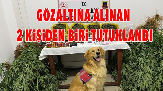 EVLERİN BAHÇESİNDE UYUŞTURUCU YETİŞTİREN 2 KİŞİ GÖZALTINA ALINDI