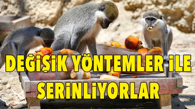DOĞA PARKINDAKİ CANLILAR BUZLU YİYECEKLER İLE SERİNLİYOR