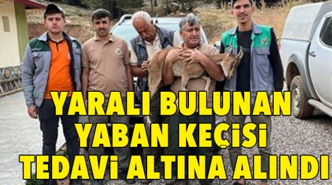 YABAN KEÇİSİ YARALI HALDE BULUNDU
