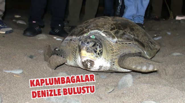 60 YAŞINDAKİ DENİZ KAPLUMBAĞALARI TEDAVİ SONRASI TEKRAR DENİZLE BULUŞTU