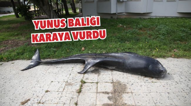 DEV YUNUS BALIĞI KARADA ÖLÜ BULUNDU