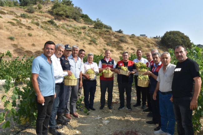 Tarsus’ta üzüm hasadı başladı