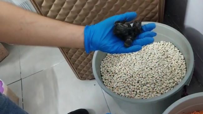 Fasulye kovasından bonzai çıktı