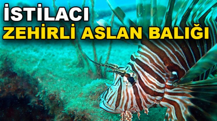 AKDENİZ TEHLİKEDE