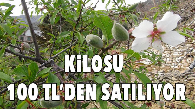 ÇAĞLA HASADI BAŞLADI