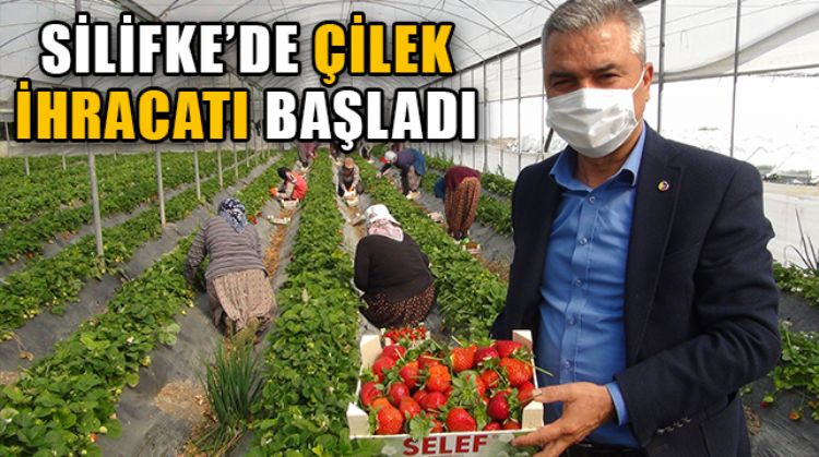 SİLİFKE’DE ÇİLEK İHRACATI İLÇE EKONOMİSİNE ÖNEMLİ KATKI SAĞLIYOR