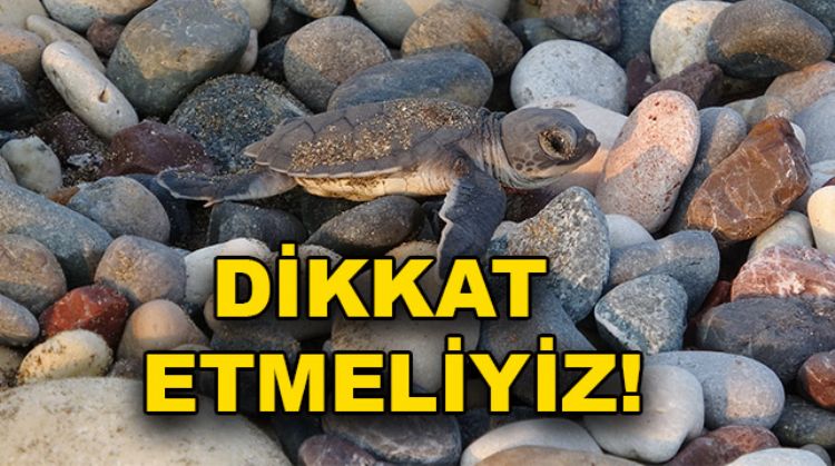 DENİZ KAPLUMBAĞALARI GÜVENDE