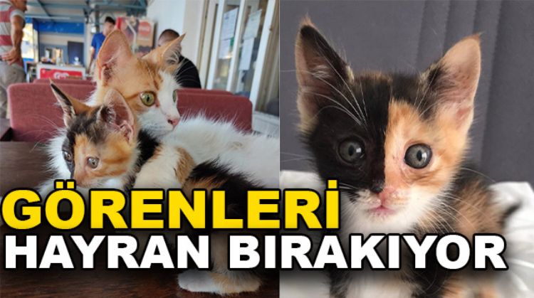 GÜLNAR’DA ÇİFT YÜZLÜ KEDİ GÖRENLERİ HAYRAN BIRAKTI