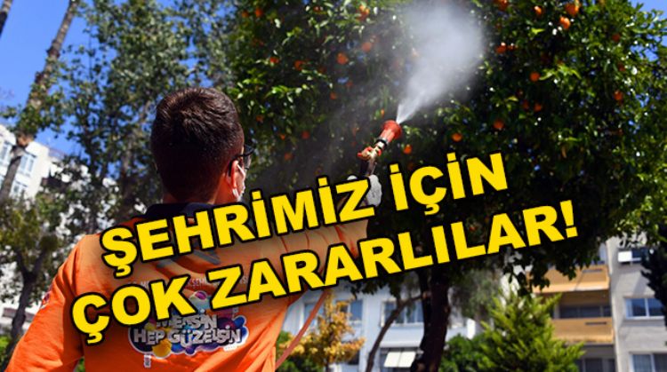 AKDENİZ MEYVE SİNEKLERİ TEHLİKE SAÇIYOR