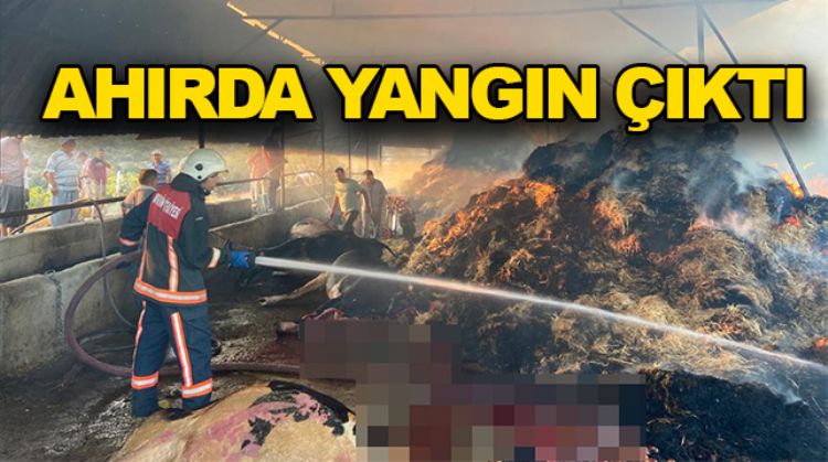 TARSUS’TA YANGIN: 13 HAYVAN TELEF OLDU