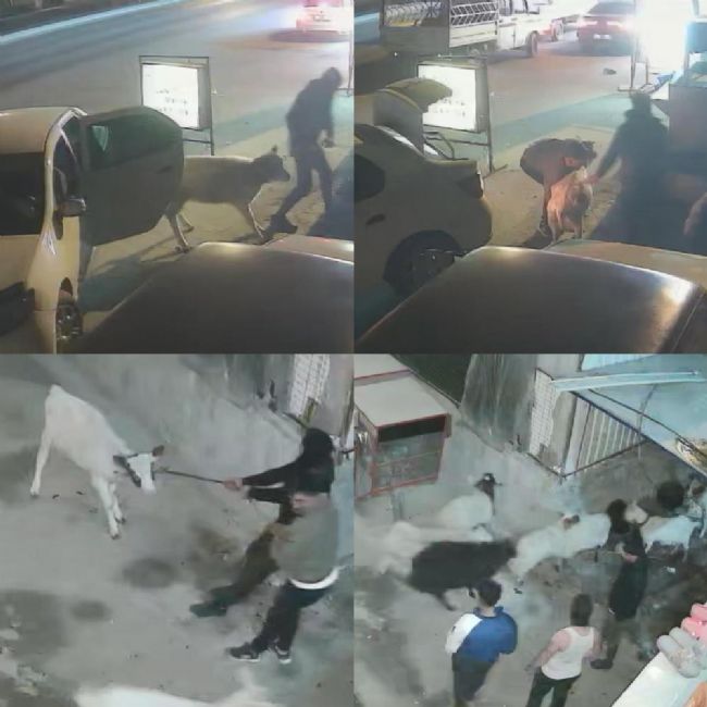 Danayı Bile Otomobille Çalmışlar