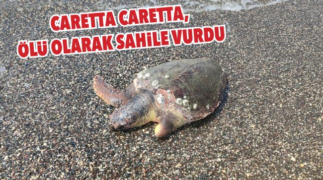 ÖLÜ CARETTA CARETTA SAHİLE VURDU
