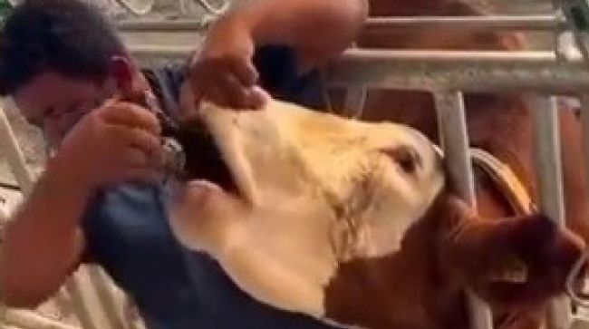 İNEĞE İÇKİ ŞİŞESİNDE SIVI VEREN ŞAHIS YAKALANDI