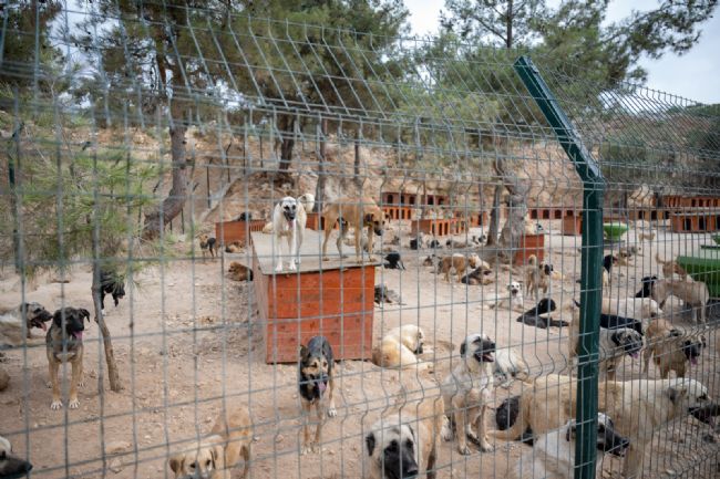 Kaşlı’da kapsamlı soruşturma başlatıldı