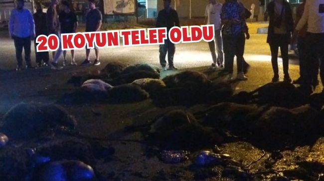HAYVAN SÜRÜSÜNE OTOMOBİL ÇARPTI