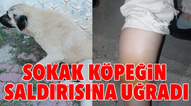 HAMİLE KADINA KÖPEK SALDIRISI