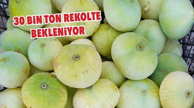 MERSİN'DE BEYAZ İNCİR ALTIN YILINI YAŞIYOR