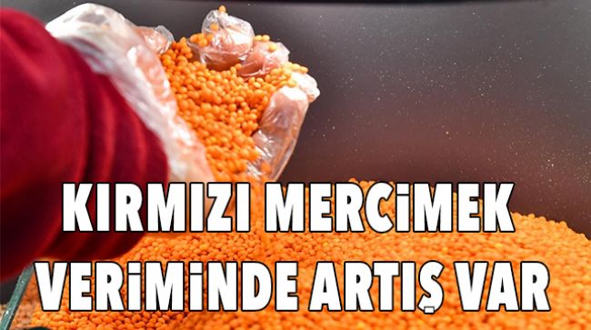 KIRMIZI MERCİMEK ÜRETİM HACMİNİN 400 BİN TONA ULAŞMASI BEKLENİYOR