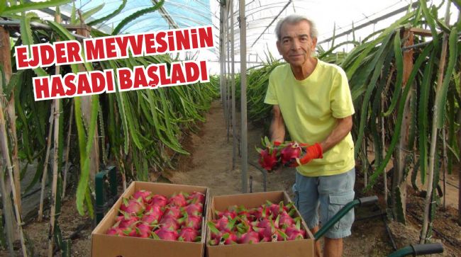 MERSİN’DE EJDER MEYVESİNDE İLK HASAT YAPILDI