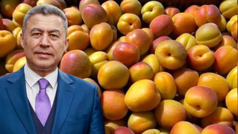 SOFRALIK KAYISI İHRACATINDA 60 MİLYON DOLAR EŞİĞİ AŞILDI