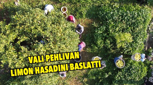 LİMON HASAT DÖNEMİ BAŞLADI