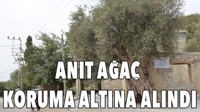 820 YILLIK AĞAÇ KORUMA ALTINDA