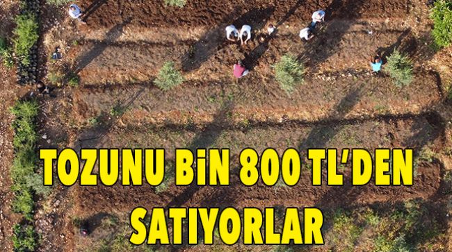 TAZESİNİN KİLOSU 300 LİRA