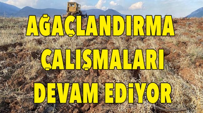 YANAN ORMANLAR AĞAÇLANDIRILIYOR