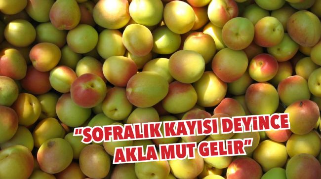 "KAYISIDA EN KALİTELİ ÜRÜN MUT’TA"