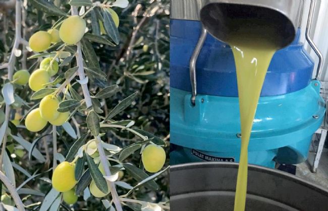 Mut’ta 150 Bin Ton Zeytin Rekoltesi Elde Edildi
