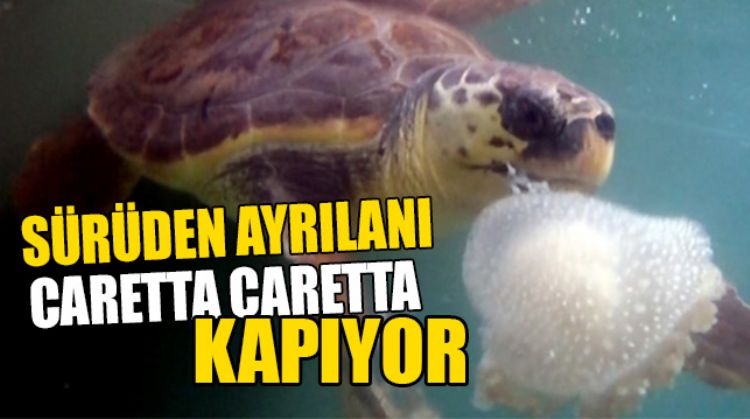 KAHRAMAN CARETTA CARETTALAR