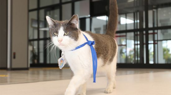 MASKOT MAHMUT YÜZLERİ GÜLDÜRÜYOR
