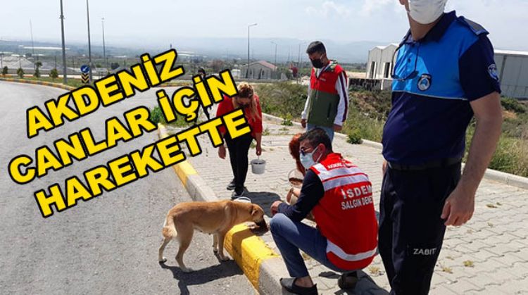 AKDENİZ BEELEDİYESİ SOKAKTAKİ CANLARI UNUTMADI