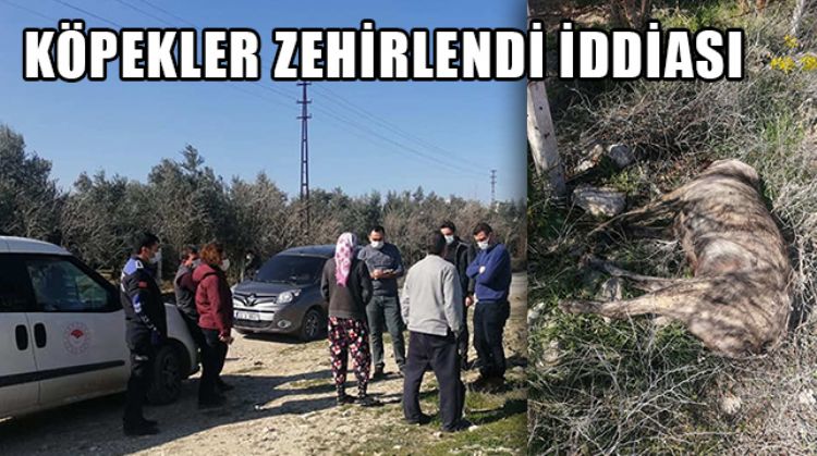 MERSİN’DE KIRMA KANGAL CİNSİ 3 KÖPEK ÖLÜ BULUNDU