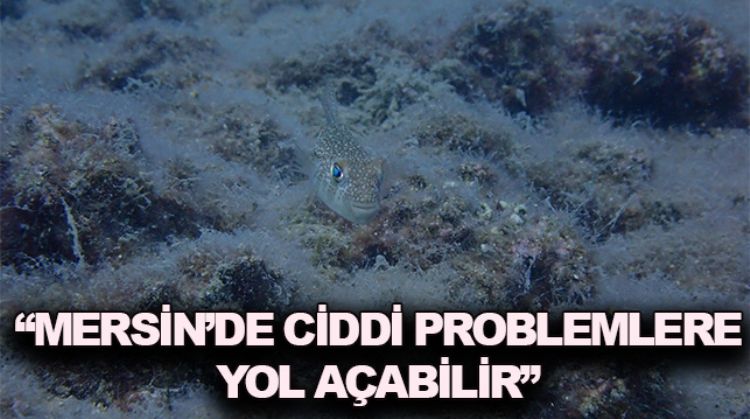 MERSİN RİSK ALTINDA: MÜSİLAJ TEHKİLESİ