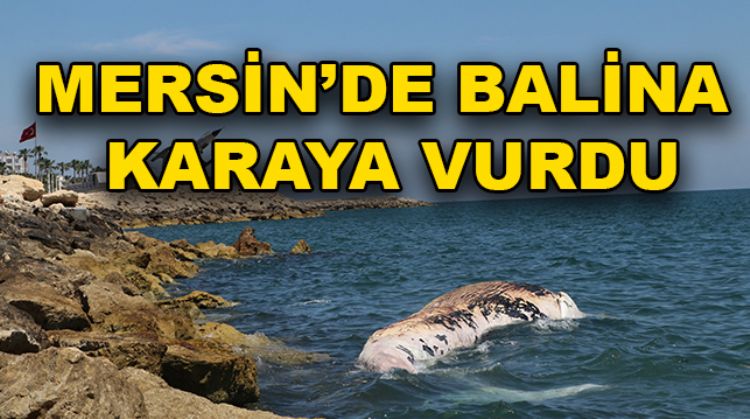 OLUKLU BALİNA KARAYA VURDU!