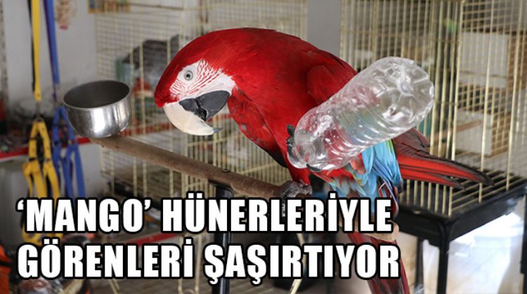 MERSİN’DE BİR PETSHOP'TA BULUNAN 'MANGO' İSİMLİ PAPAĞAN, HERKESİN İLGİSİNİ ÇEKİYOR