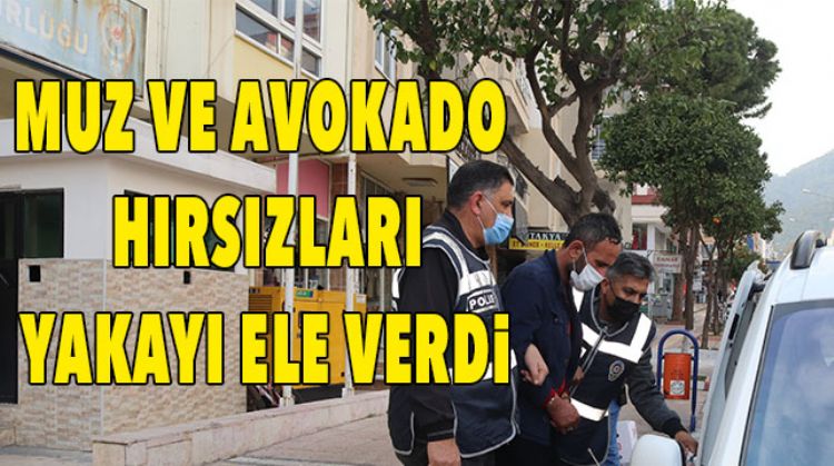 550 KG MUZ VE 100 AVOKADO ÇALAN HIRSIZLAR GÖZALTINA ALINDI