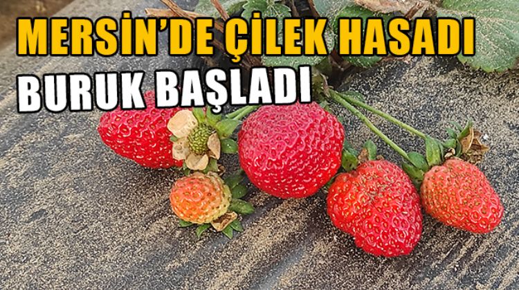 MERSİN’DE ÇİLEK HASADI BAŞLARKEN ÜRETİCİLER KAR ELDE EDEMEMEKTEN ŞİKAYETÇİ