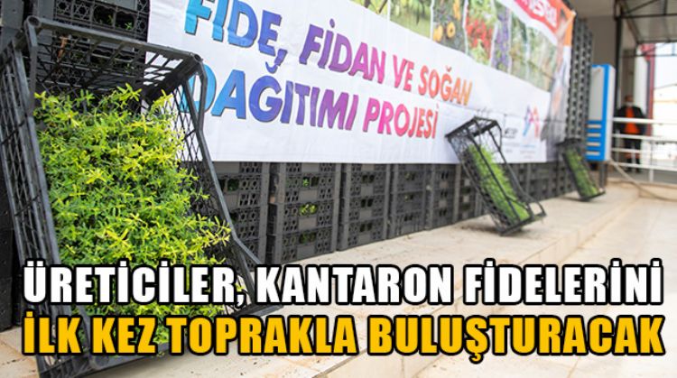 MERSİN’DE 62 ÜRETİCİYE 124 BİN KANTARON FİDESİ DAĞITILDI